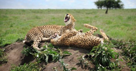 25-David-Lazar-Laughing-Cheetahs