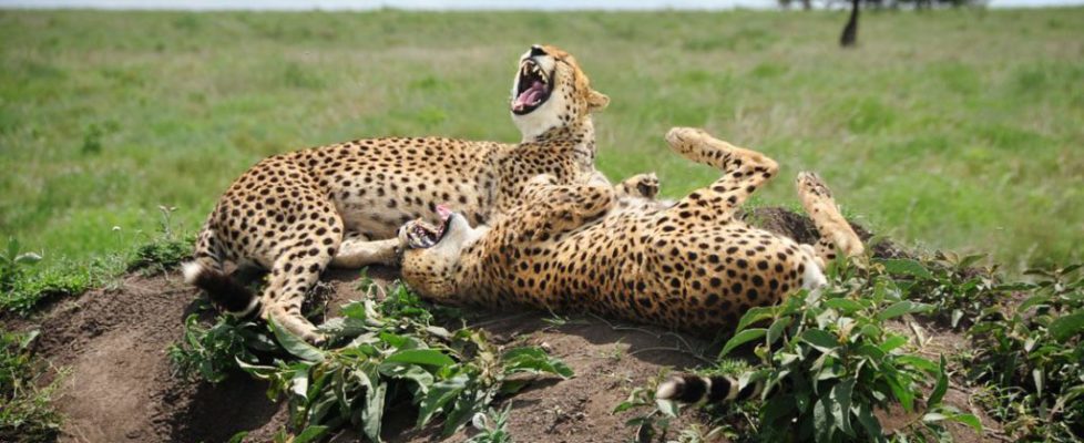25-David-Lazar-Laughing-Cheetahs